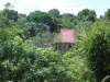 Home sweet home in the jungle