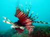 Lionfish