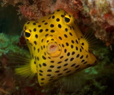 yellow boxfish