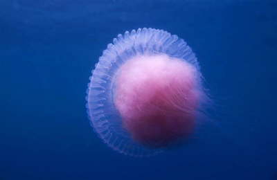 jelly in the blue